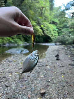 メッキの釣果