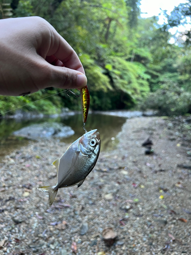 メッキの釣果