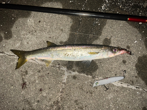 アカカマスの釣果