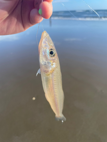 キスの釣果