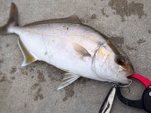 ショゴの釣果