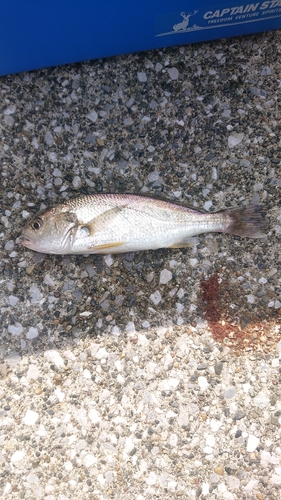 イシモチの釣果