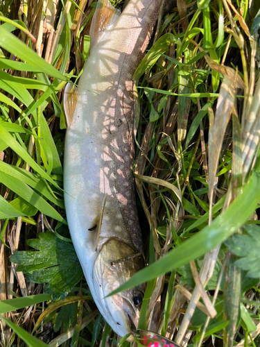 アメマスの釣果