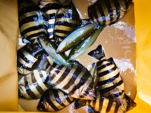 イシダイの釣果