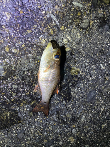 ネンブツダイの釣果