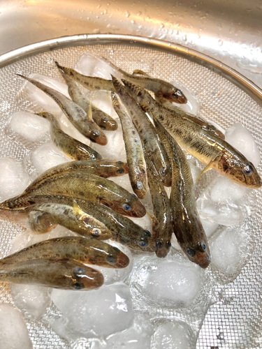 ハゼの釣果