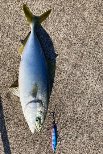 イナダの釣果