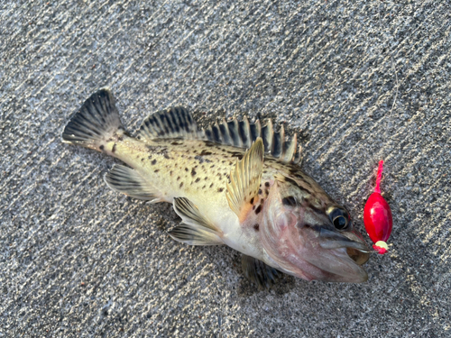 クロソイの釣果