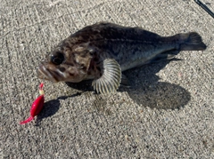 クロソイの釣果