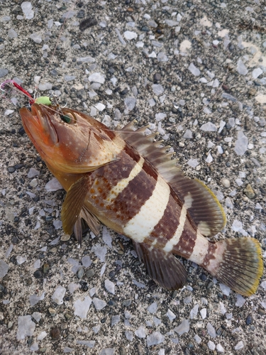 アオハタの釣果