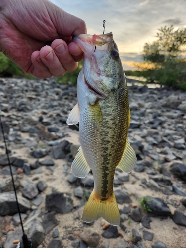 ラージマウスバスの釣果