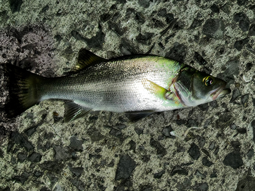 セイゴ（ヒラスズキ）の釣果