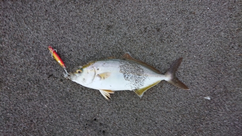 ショゴの釣果