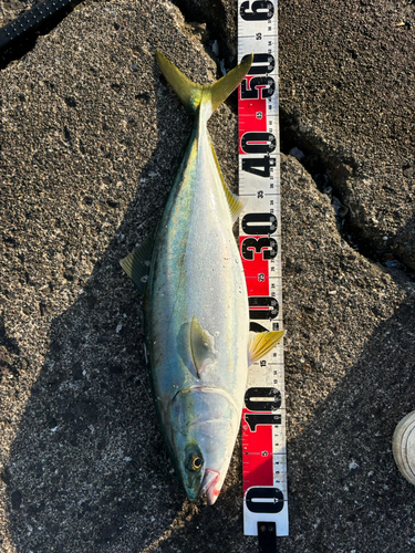 イナダの釣果