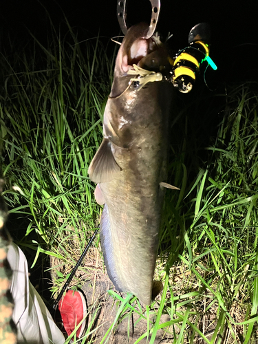 マナマズの釣果