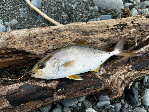 ショゴの釣果