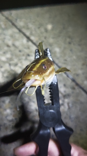 ゴンズイの釣果