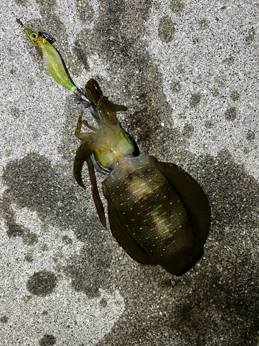 アオリイカの釣果