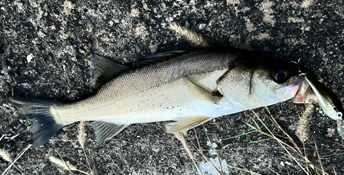 セイゴ（タイリクスズキ）の釣果