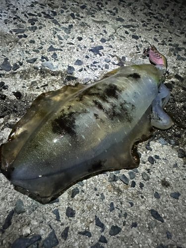 アオリイカの釣果