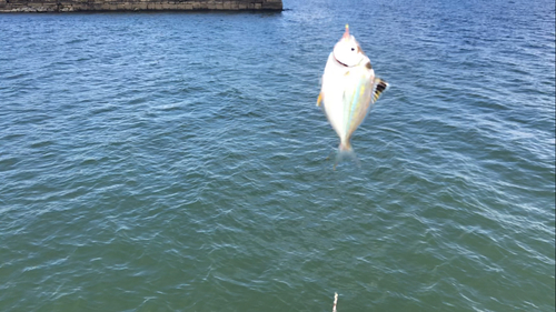 ヒイラギの釣果