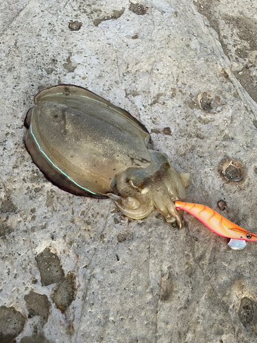 シリヤケイカの釣果