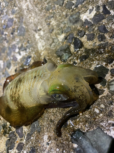 アオリイカの釣果