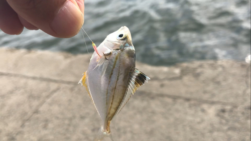 ヒイラギの釣果