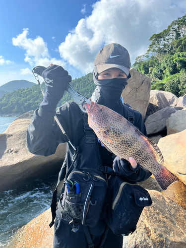 オオモンハタの釣果