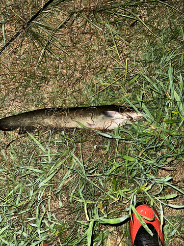 マナマズの釣果