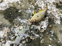 ショゴの釣果