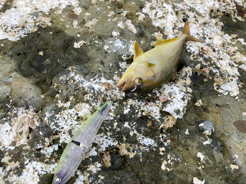 ショゴの釣果