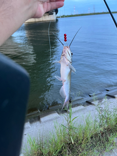 アメリカナマズの釣果