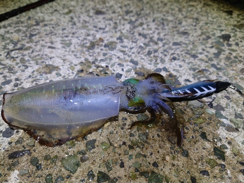 アオリイカの釣果