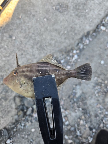 カワハギの釣果