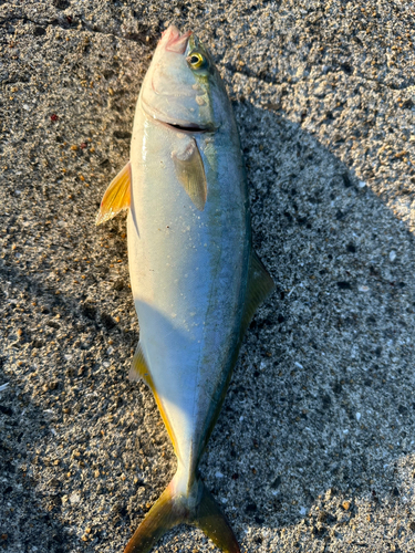 ワカシの釣果