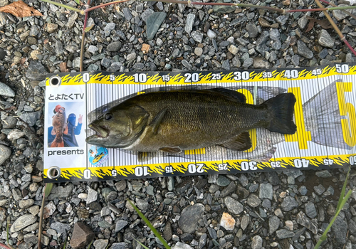 スモールマウスバスの釣果