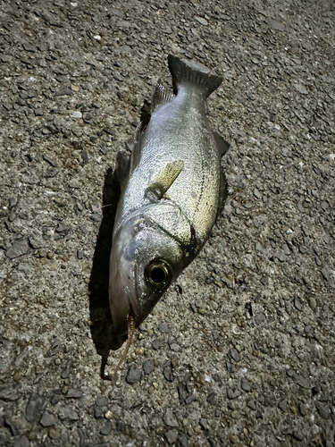 フッコ（ヒラスズキ）の釣果