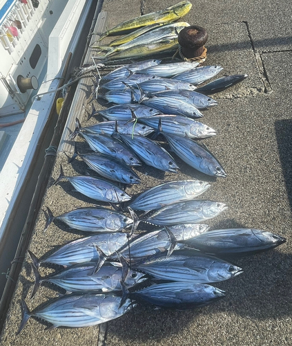 カツオの釣果