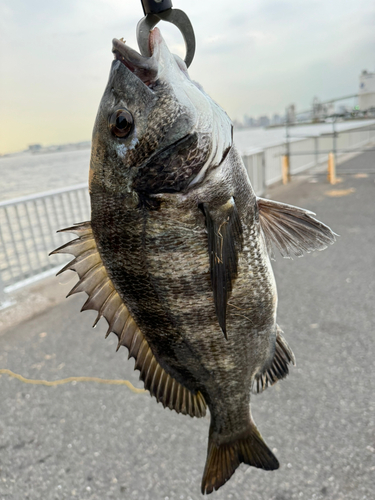 若洲海浜公園海釣り施設