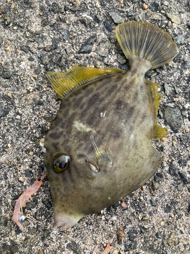 カワハギの釣果