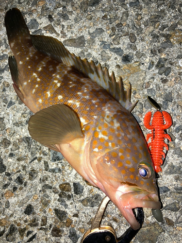 アコウの釣果