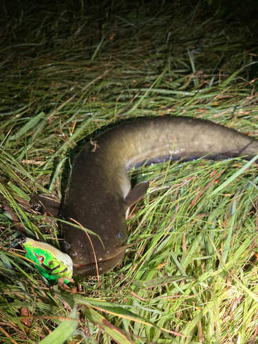 ナマズの釣果