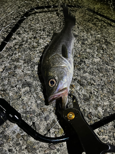 スズキの釣果