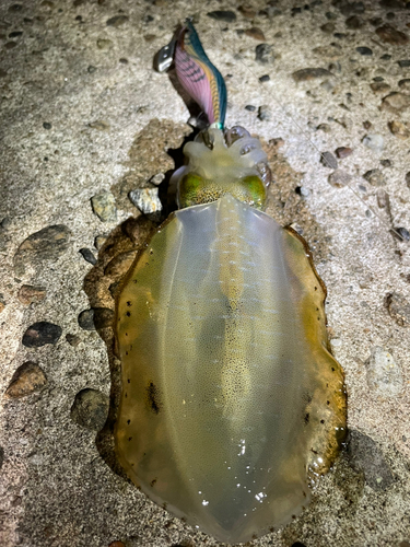 アオリイカの釣果