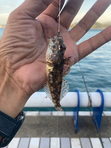 ハゼの釣果