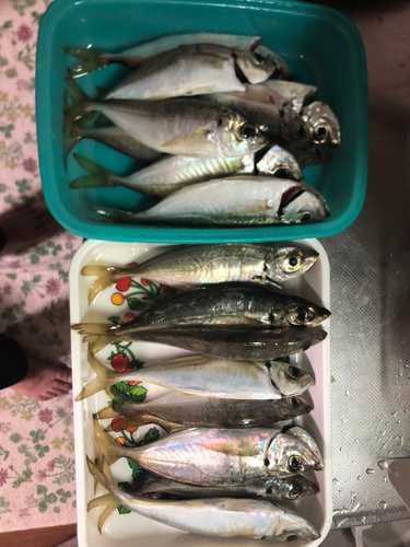 アジの釣果