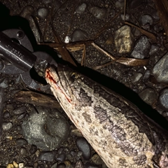 ライギョの釣果