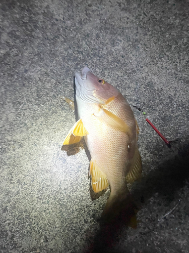 シブダイの釣果