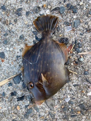 カワハギの釣果